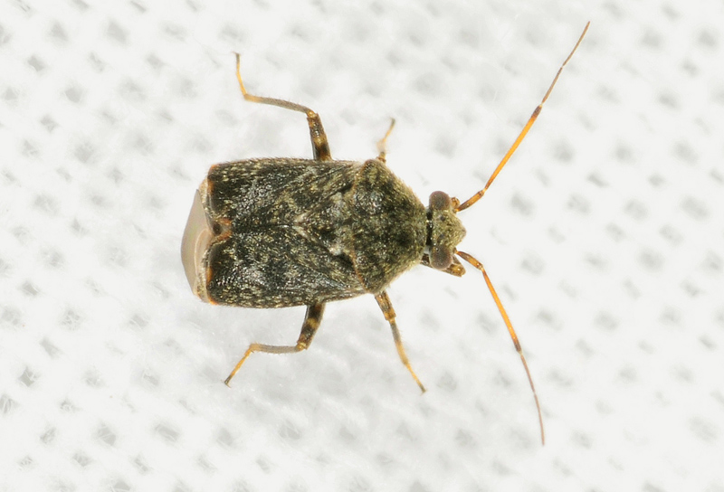 Miridae: Charagochilus gyllenhalii